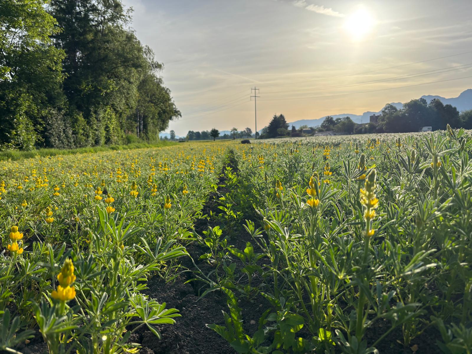 Update bei den Lupinen